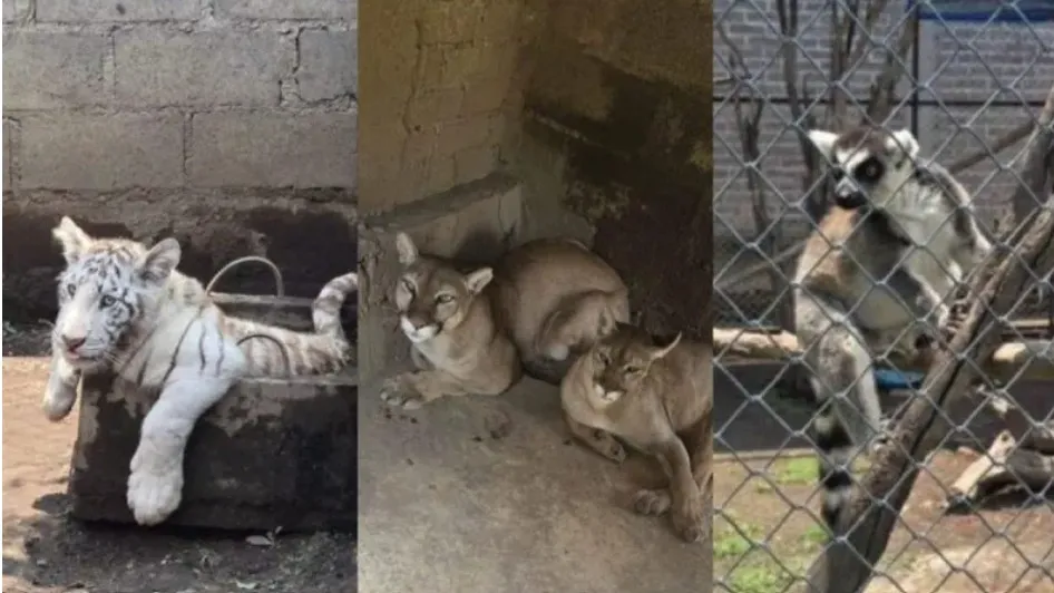 Rescatan 10 animales exóticos, incluyendo un tigre cachorro, en operativo en Chalco