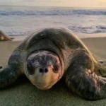 Santuario de Morro Ayuta libera más de 34 millones de crías de tortuga marina