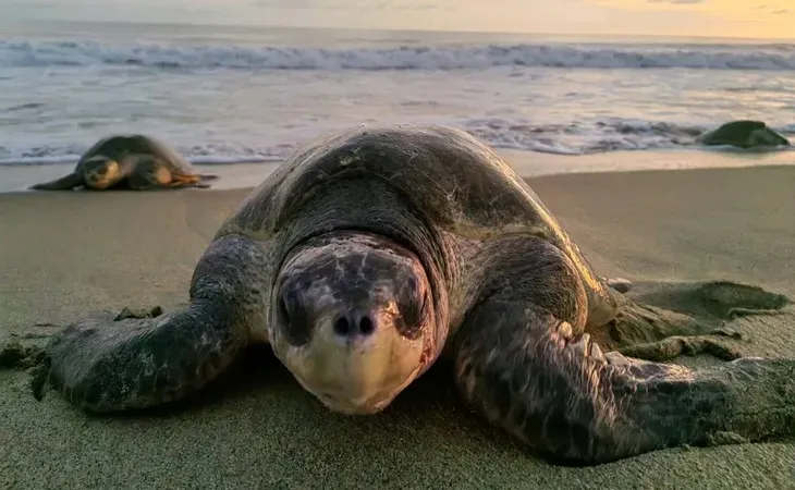Santuario de Morro Ayuta libera más de 34 millones de crías de tortuga marina
