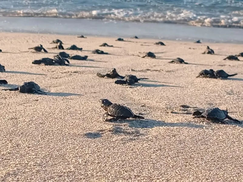 Santuario de Morro Ayuta libera más de 34 millones de crías de tortuga marina