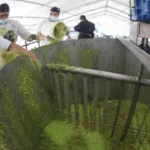 ¡Récord mundial con sabor mexicano! Jalisco prepara el guacamole más grande de la historia