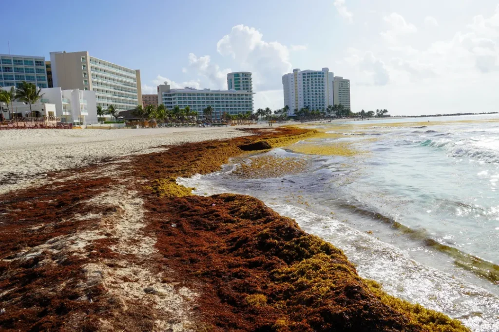 Quintana Roo retira más de 2 mil 300 toneladas de sargazo en 10 días