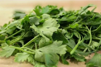 Autoridades de Estados Unidos investigan cilantro y perejil mexicanos por brote masivo de ciclosporiasis