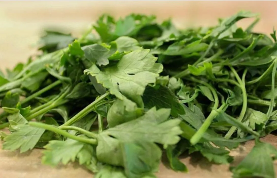 Autoridades de Estados Unidos investigan cilantro y perejil mexicanos por brote masivo de ciclosporiasis