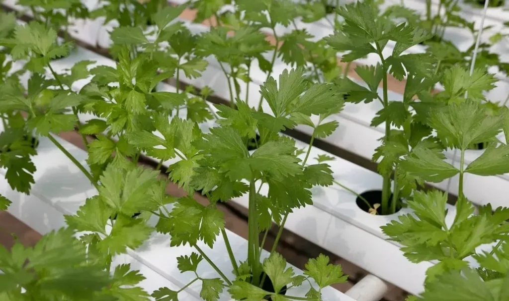 Autoridades de Estados Unidos investigan cilantro y perejil mexicanos por brote masivo de ciclosporiasis
