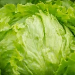 FDA aclara que lechuga de Guanajuato dio falso positivo por Cyclospora tras brote en EE. UU.