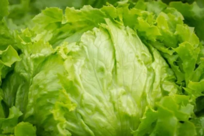 FDA aclara que lechuga de Guanajuato dio falso positivo por Cyclospora tras brote en EE. UU.