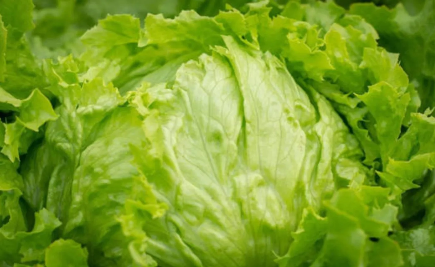 FDA aclara que lechuga de Guanajuato dio falso positivo por Cyclospora tras brote en EE. UU.