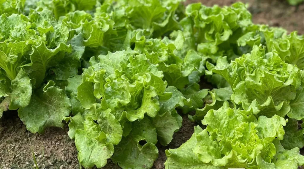 FDA aclara que lechuga de Guanajuato dio falso positivo por Cyclospora tras brote en EE. UU.