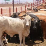 Gusano barrenador en México ¿Erradicación definitiva o convivencia inevitable