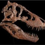 La subasta de Gus El histórico fósil de T. rex que desata un conflicto científico