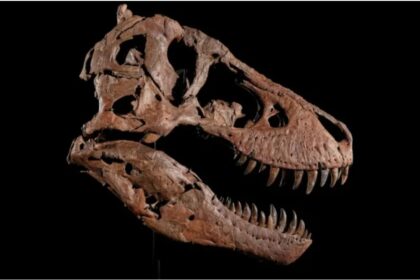 La subasta de Gus El histórico fósil de T. rex que desata un conflicto científico