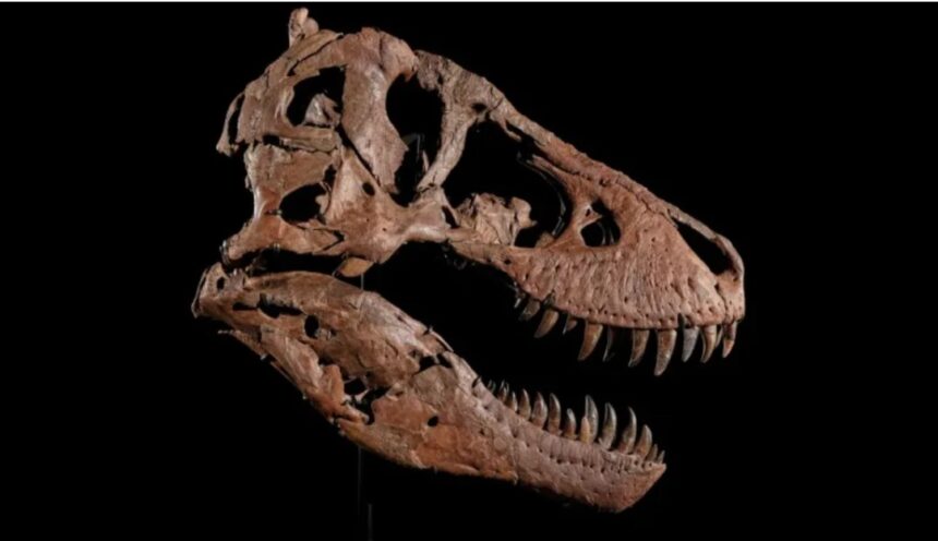 La subasta de Gus El histórico fósil de T. rex que desata un conflicto científico