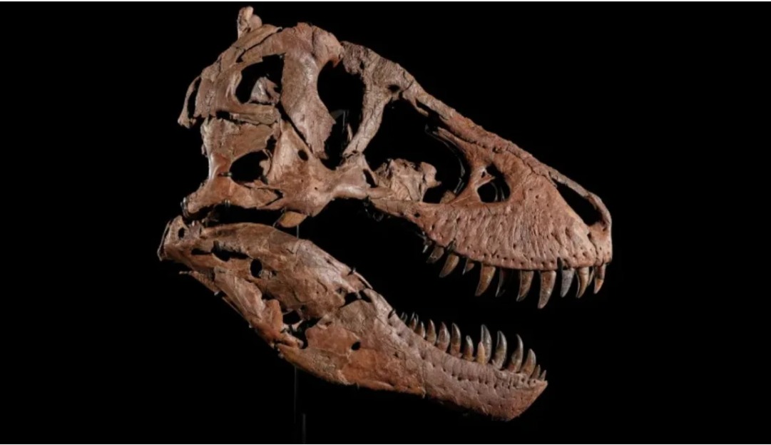 La subasta de Gus El histórico fósil de T. rex que desata un conflicto científico