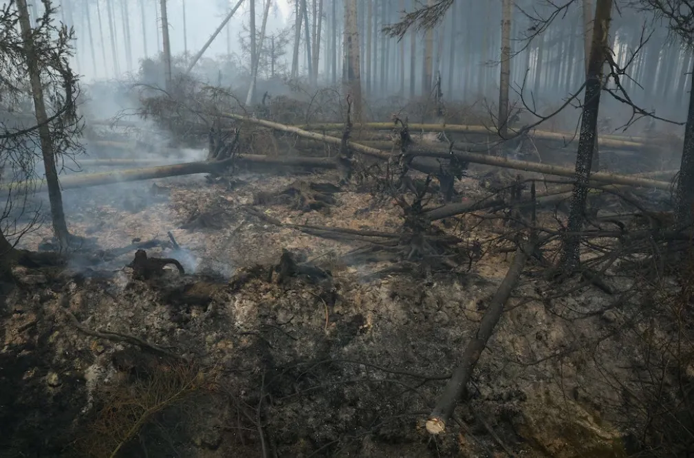 Incendios forestales azotan a Europa Bélgica combate fuego cercano a Alemania y Grecia investiga siniestros