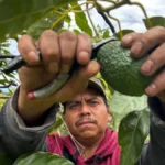 Se reanudan por completo las exportaciones de aguacate de Michoacán a Estados Unidos tras operativo de seguridad
