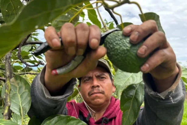 Se reanudan por completo las exportaciones de aguacate de Michoacán a Estados Unidos tras operativo de seguridad