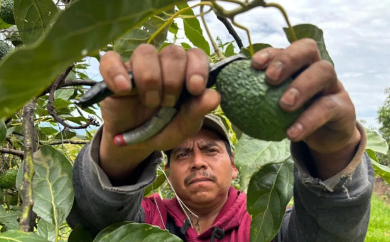 Se reanudan por completo las exportaciones de aguacate de Michoacán a Estados Unidos tras operativo de seguridad