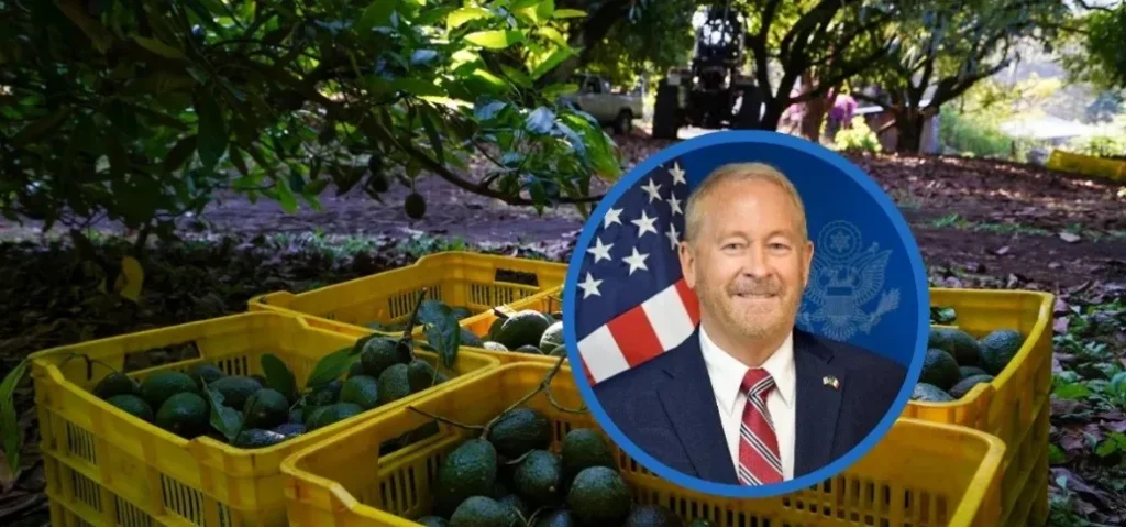 Se reanudan por completo las exportaciones de aguacate de Michoacán a Estados Unidos tras operativo de seguridad