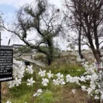 A un año de la explosión en Iztapalapa, 8 de cada 10 pipas incumplen normas de tránsito