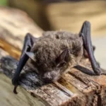 Hospitalizan a 21 personas por inhalación de excremento de murciélago en Veracruz