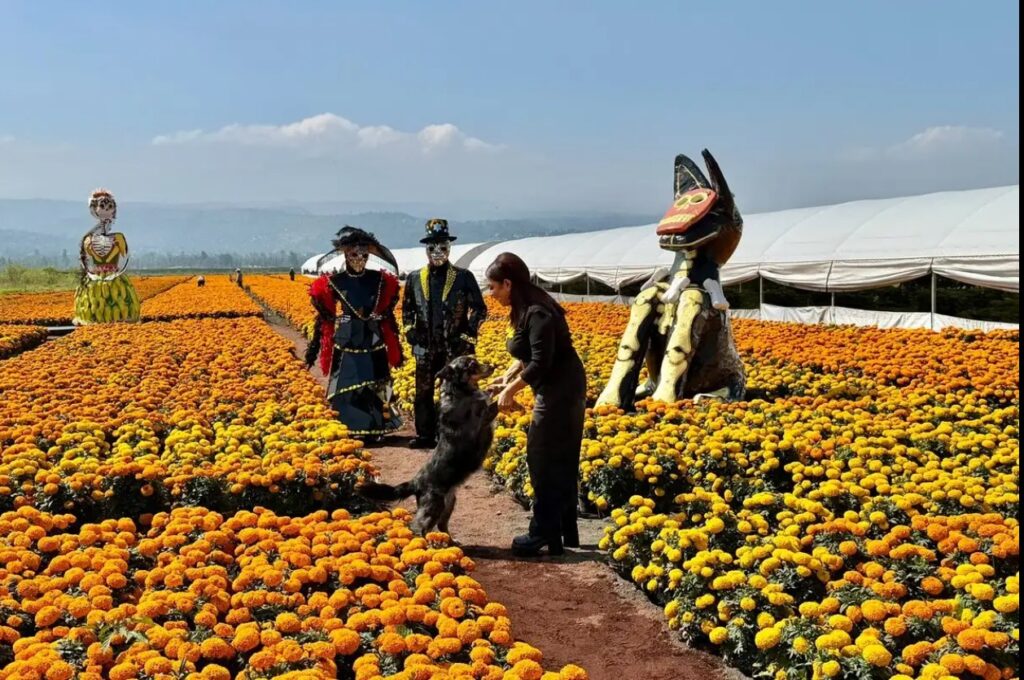 Festival de Día de Muertos en CDMX fechas, actividades y recorridos de Entre Xolos y Catrinas